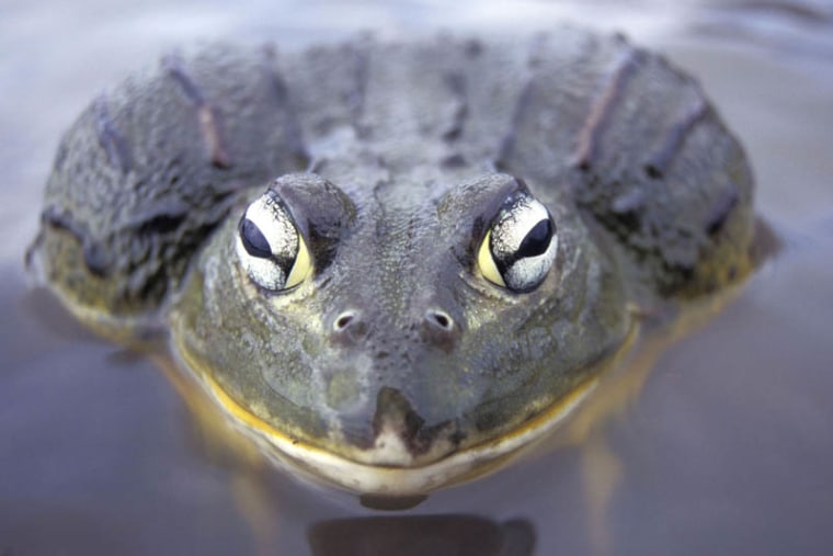 The giant bullfrogs of Namibia are considered a delicacy in Africa, but eating them risks temporary kidney failure or a burning sensation in the urethra — and the wrath of environmental groups that have labeled them “near threatened.”